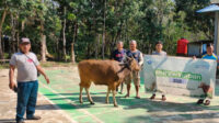 Humanity First Salurkan 150 Daging Kurban ke Masyarakat Adat di Balaiharapan Sintang