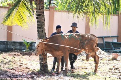 Proses pemotongan kurban di JAI Depok