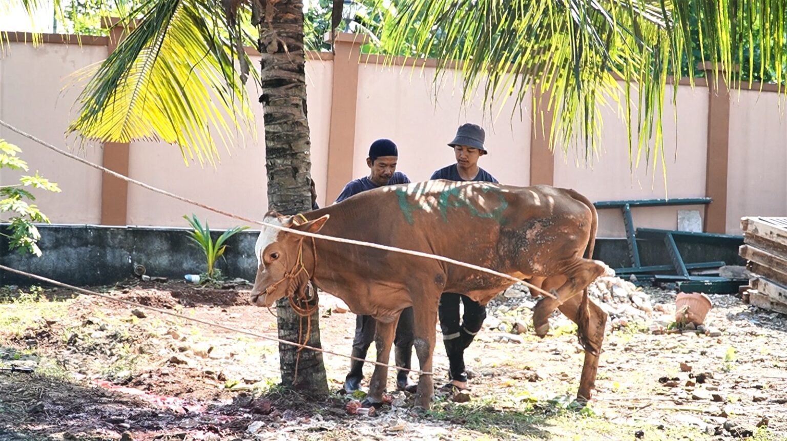 Proses pemotongan kurban di JAI Depok