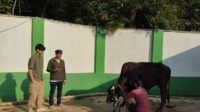 Jemaat Ahmadiyah Cibeureum Bagikan Ratusan Daging Kurban, Warga Mengaku Senang