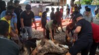 Jemaat Ahmadiyah Paninggilan Sembelih 9 Sapi di Idul Adha, Disalurkan hingga ke Lampung