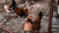 Teroboson Jemaat Ahmadiyah Tuban dalam Hal Rabtah, Bina Ekonomi Masyarakat Lewat Ternak Ayam