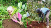Hijaukan Cianjur, Jemaat Ahmadiyah Neglasari Tanam Ratusan Pohon Buah dan Kayu