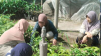 Lajnah Imaillah Gunung Kidul Dukung Penuh Program Nasional Penanaman 100 Ribu Pohon