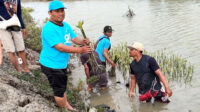 Lestarikan Lingkungan, Jemaat Ahmadiyah Bekasi Raya Tanam 1000 Pohon Mangrove di Pantai Utara