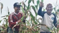 Panen Jagung Kelompok Tani Ansharulah Tenjowaringin Dorong Kemandirian Ekonomi