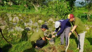 Tanam Pohon di Lapangan Desa, Jemaat Ahmadiyah Manislor Wujudkan Peduli Lingkungan