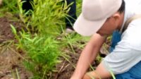 Meski Hujan, Jemaat Ahmadiyah Pagedangan Tetap Gelar Penanaman Pohon