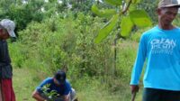 Jemaat Ahmadiyah Papua Tanam Pohon, Bukti Cinta Alam dan Jaga Lingkungan