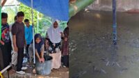 Kemandirian Pangan, Anak-Anak LKSA Hasanah Kautsar Budidaya Ayam hingga Lele