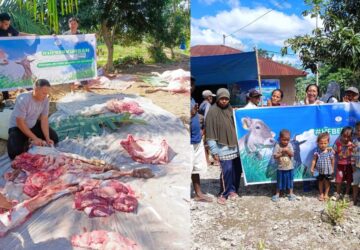 Humanity First Indonesia Salurkan Hewan Kurban ke Penerima Manfaat di Daerah 3T