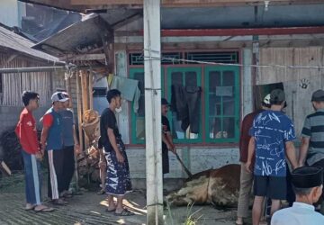 Jemaat Ahmadiyah Pagentan Gelar Penyembelihan Kurban Bersama Warga