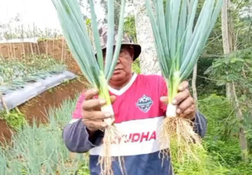 Kelompok Tani Ansarullah Wanasigra Panen Daun Bawang Hasil Sistem Tumpangsari