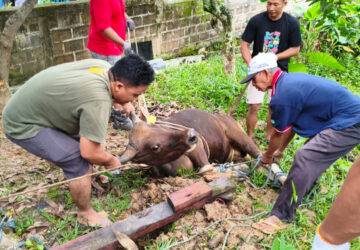Jemaat Ahmadiyah Bontang Salurkan 94 Paket Daging Kurban pada Idul Adha 2026