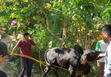 Momen Iduladha, Jemaat Ahmadiyah Cilegon Sembelih Kurban Satu Ekor Sapi