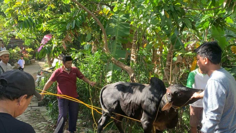 Momen Iduladha, Jemaat Ahmadiyah Cilegon Sembelih Kurban Satu Ekor Sapi