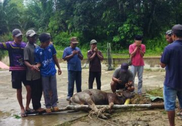 Jemaat Ahmadiyah Balaigana Salurkan Daging Kurban kepada Warga Sekitar