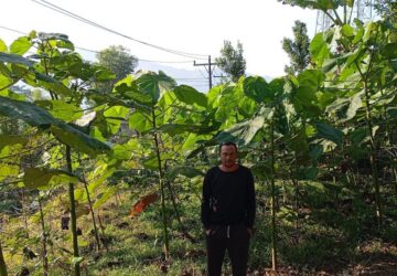 Setahun Berlalu, 500 Pohon Balsa Jemaat Ahmadiyah Pagentan Tumbuh Pesat