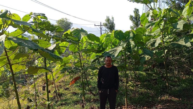 Setahun Berlalu, 500 Pohon Balsa Jemaat Ahmadiyah Pagentan Tumbuh Pesat