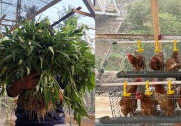 Ayam Mulai Bertelur, LKSA Hasanah Kautsar Perkuat Kemandirian Pangan