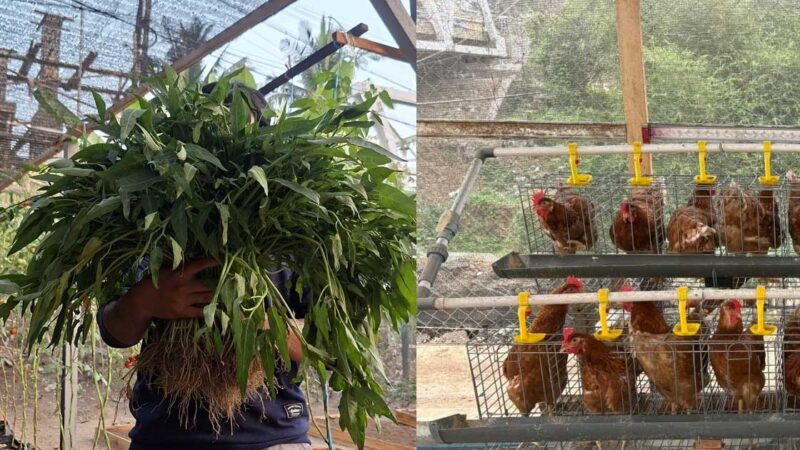 Ayam Mulai Bertelur, LKSA Hasanah Kautsar Perkuat Kemandirian Pangan